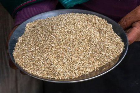 Perú se consolida como el primer productor y exportador mundial de quinoa