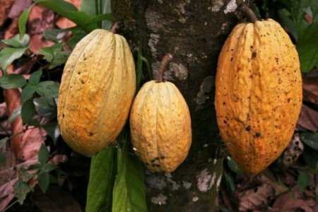 Cacao en su momento “más dulce”: envíos se podrían disparar este año