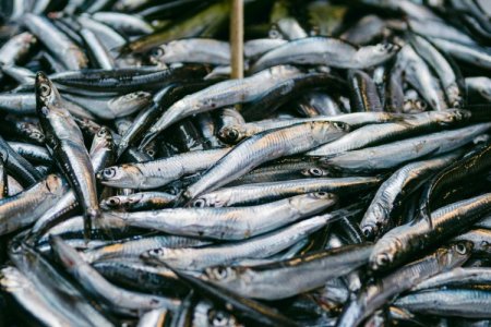Perú: Indecopi respalda prohibición de pesca en anchovetas menores de 12 centímetros