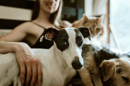 Empresa brasileña de mascotas Kelco se robustece en Colombia con M&A