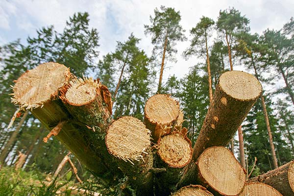 CMPC participa en Comité de Carbono Neutralidad e instancia incorpora soluciones de la industria forestal en la lucha contra el cambio climático