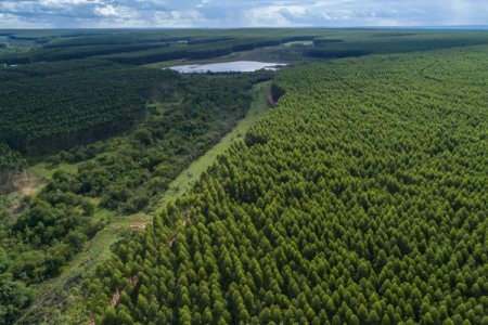 Autoridad brasileña revela detalles de la millonaria inversión de Arauco: Es "un proyecto más grande de lo previsto"