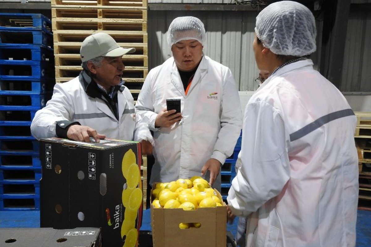 <p>Cadena minorista Freshippo, parte del grupo chino Alibaba, busca negocios en Chile</p>