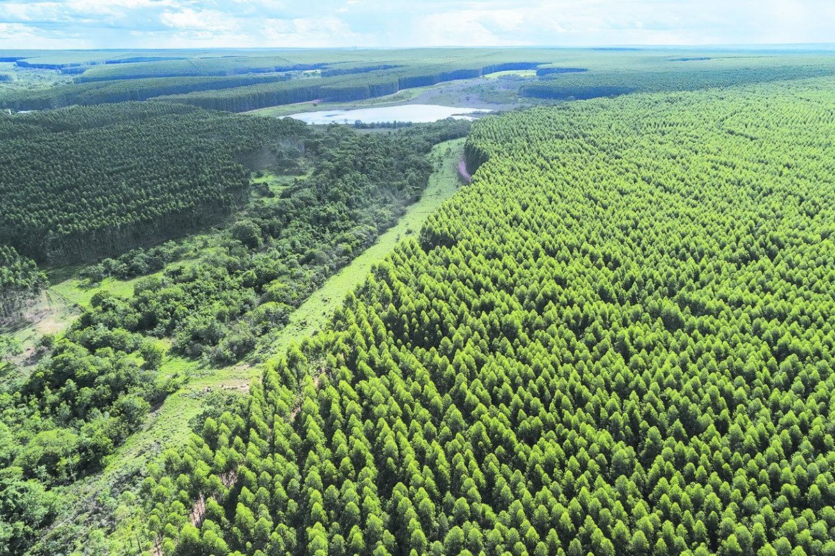 <p>Arauco amplía su producción en México con proyecto “Alacrán”</p>