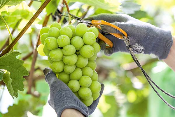 Frutas de Chile proyecta un crecimiento en las exportaciones de uva de mesa gracias a nuevas variedades