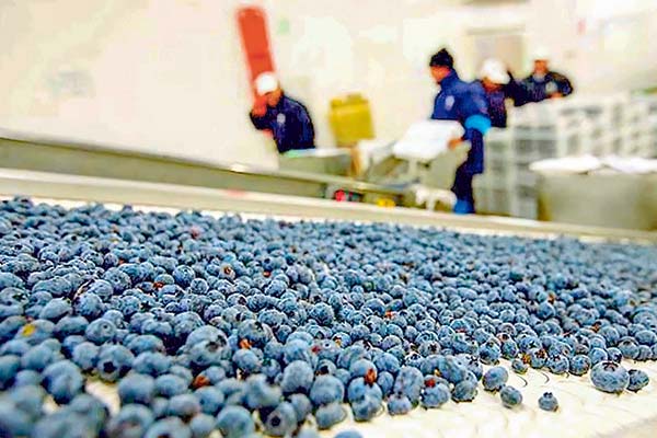 <p>Fondo canadiense eleva participación en Hortifrut a más del 60% tras desembolsar US$ 237 millones</p>