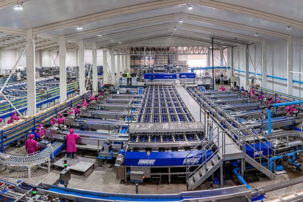 <p>Dos empresas agrícolas de la sexta región entran en reorganización judicial: deuda supera los US$ 14 millones</p>