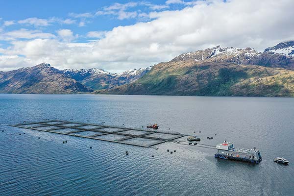 Ingresos de Multiexport caen 27% afectados por caída en volúmenes de venta y menores precios del salmón