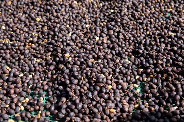 Precio del café toca máximos de casi tres décadas a medida que geopolítica exacerba dudas sobre cosechas