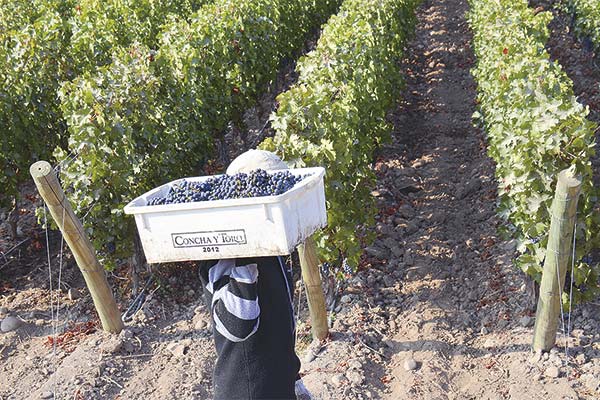 <p>Viña Concha y Toro participa como asociada en el proyecto.</p>