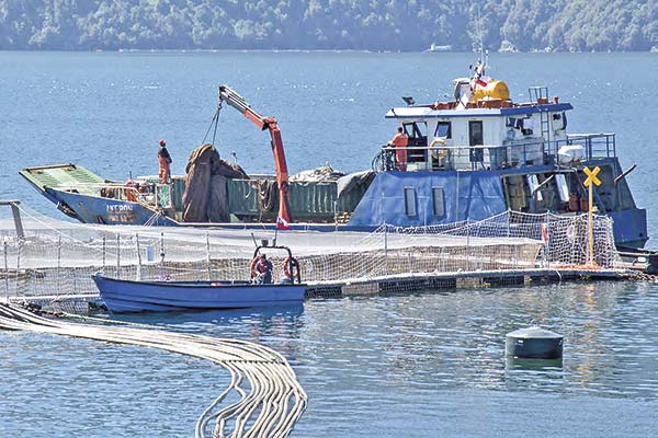 <p>Abogado de Quiroga por formalización: "Durante el proceso de venta se entregó toda la información productiva de Australis, centro por centro"</p>