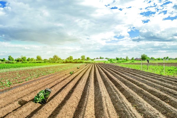 <p>Toesca y su nuevo fondo agrícola: “La agricultura chilena es un activo estratégico para inversionistas institucionales”</p>