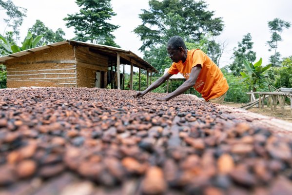 Mala noticia para productores de chocolate: precio del cacao alcanza un nuevo máximo histórico