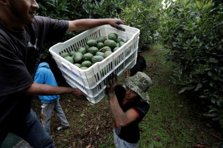 Envíos de paltas de Chile se recuperan, pero sería superado por otro país sudamericano además de Perú