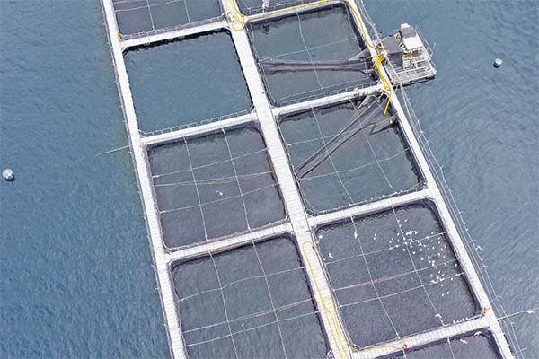<p>Los tres años de disputa de la SMA con Cooke, la salmonera canadiense que evalúa acciones contra el Estado chileno</p>