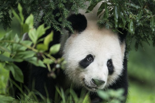 China sale a combatir rumores de abuso contra sus pandas en zoológico de EEUU en esfuerzo por aliviar tensiones