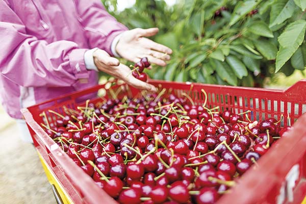 <p>ProChile y precio de las cerezas: “La industria no depende de los valores de una semana”</p>