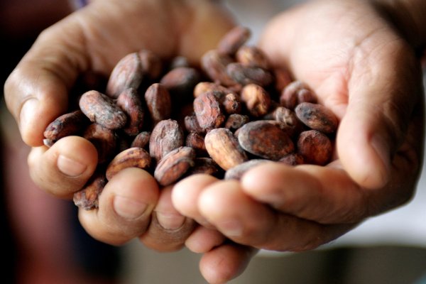 Tras precios récord, las firmas chocolateras registran los menores niveles de cacao procesado desde 2020