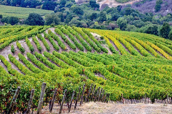 <p>Ventas de Viña Concha y Toro crecen en volumen y valor en el cuarto trimestre de 2024</p>