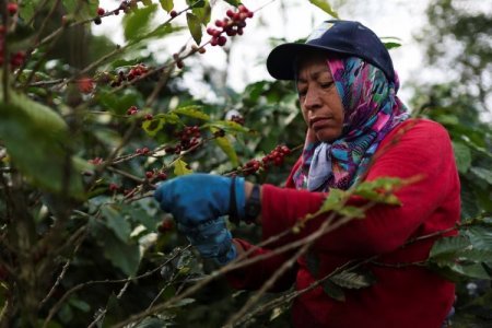 Petróleo, oro, café y flores, los productos que más exporta Colombia rumbo a EEUU