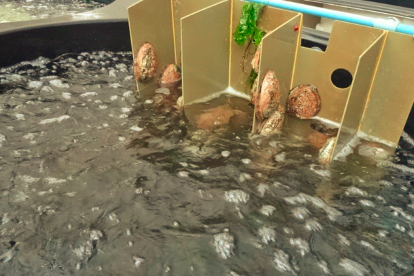 Pesquera Camanchaca cierra negocio de abalones por malos resultados, pese a ser uno de los moluscos más caros del mundo