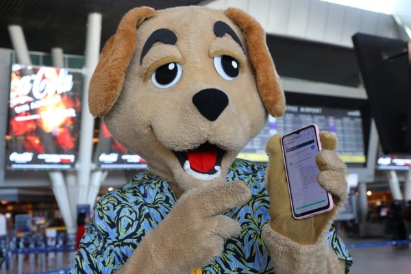 Pregúntale a sagüeso, el chatbot con inteligencia artificial que guía al usuario para viajar con mascotas
