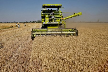 Perú: la palta y el mango enfrentan alto riesgo agroclimático hasta marzo