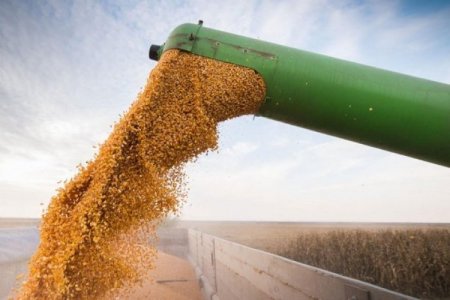Gigante cerealera anunció despidos a nivel mundial que podrían afectar a Argentina