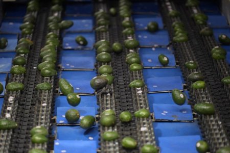 La etiqueta "Aguacates de México, los mejores del mundo" esquiva las amenazas de Trump en su camino al Super Bowl