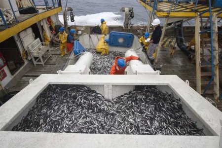 Vuelve la crisis en la pesca industrial de Perú: el sector acusa pérdida de miles de empleos y de productoras de harina