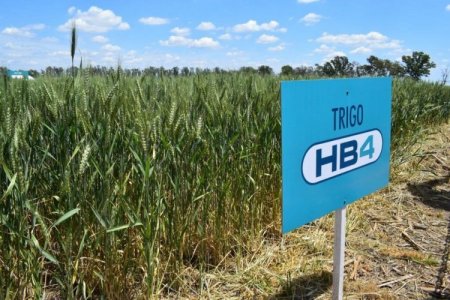 Se expande la crisis del campo en Argentina: Bioceres reporta pérdidas millonarias y posibles despidos