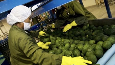 Agroexportaciones peruanas evalúa sus oportunidades en medio de la guerra comercial de EEUU