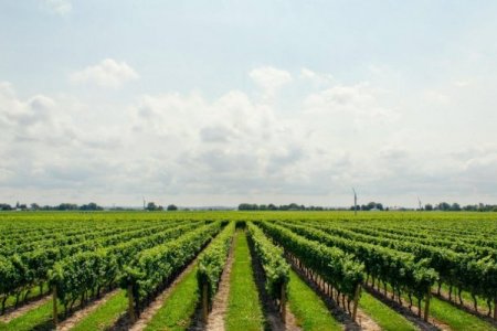 Posibles aranceles de EEUU sobre bienes agrícolas generó incertidumbre en el sector