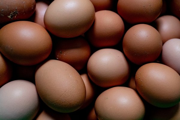 <p>EEUU pide a países de Europa que aumenten sus envíos de huevos ante severa escasez de suministros por ola de gripe aviar</p>