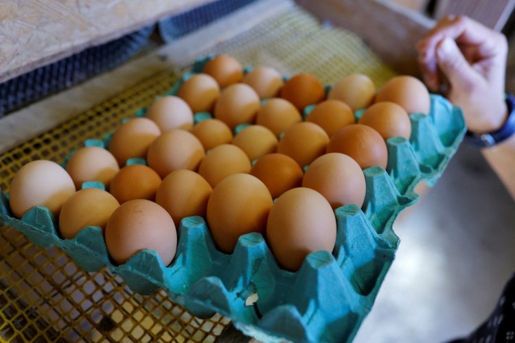 <p>El 'Rey del Huevo' de Brasil desembolsa US$ 1.100 millones para adquirir un importante productor estadounidense</p>