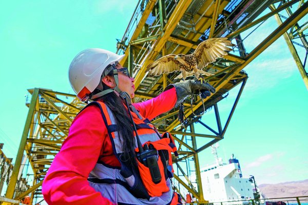 BHP contrata a ave rapaz Ónix para cuidar puerto de Minera Escondida