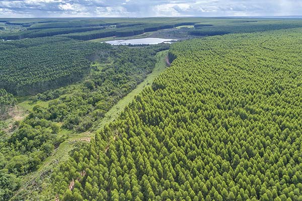 Arauco colocará primera piedra en proyecto de US$ 4.600 millones junto a altas autoridades de Brasil
