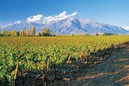 Concha y Toro cierra 2024 como la viña más vendida en Brasil, con un 16% del mercado