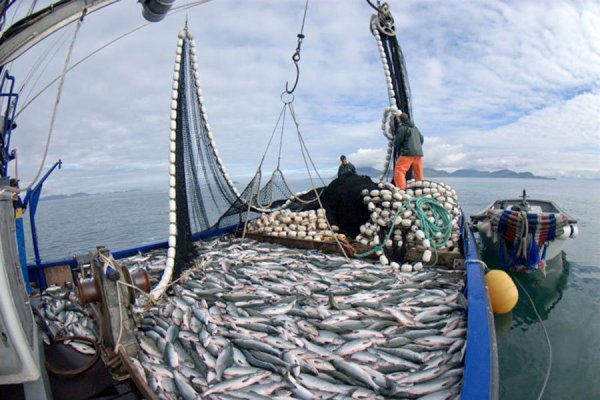 <p>Proyecto de fraccionamiento pesquero pasa a Comisión Mixta e industriales reiteran sus alertas por el golpe a la actividad</p>