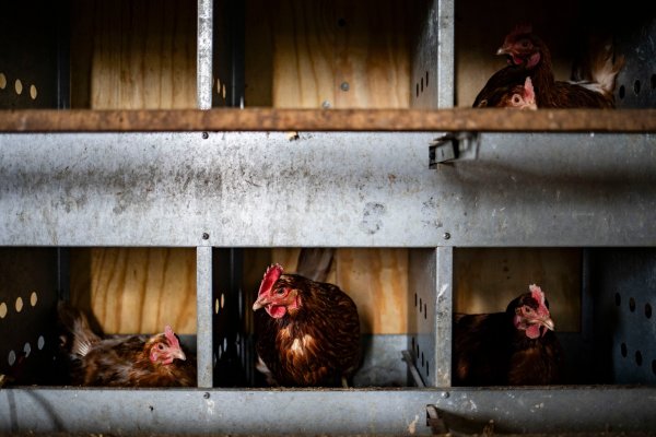 <p>Gallinero propio, la nueva moda en EEUU para enfrentar lo caros que están los huevos</p>