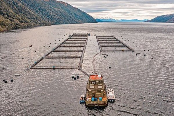 <p>Salmoneros le ponen números a guerra comercial: menores envíos por US$ 623 millones e impacto global de US$ 1.400 millones</p>