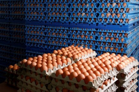 Gripe aviar en EEUU reordena el mercado de huevos: suben precios, crece el contrabando desde México y Brasil entra al juego