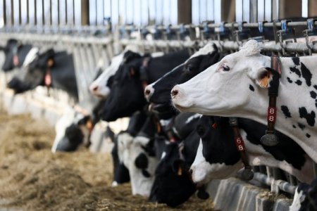 EEUU y México habrían llegado a acuerdo sobre importación de carne ante avance de gusano barrenador: en unas horas entregarán detalles