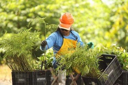 Empresa brasileña de reforestación Mombak recauda US$ 30 millones en ronda liderada por USV
