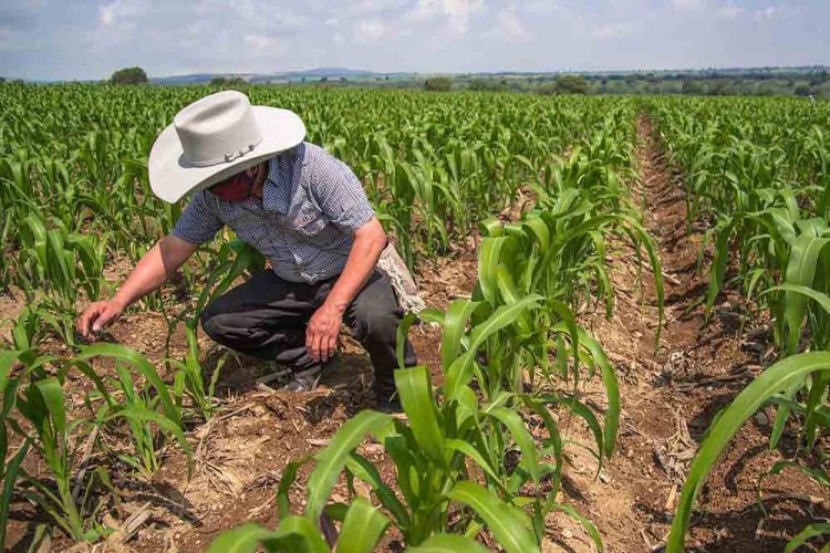 <p>México esquiva inesperadamente la recesión, pero economía sigue siendo "débil" por incertidumbre arancelaria</p>