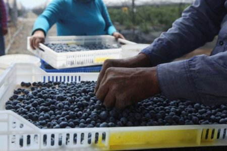 Exportadores de arándanos de Perú temen impacto por aranceles de Trump