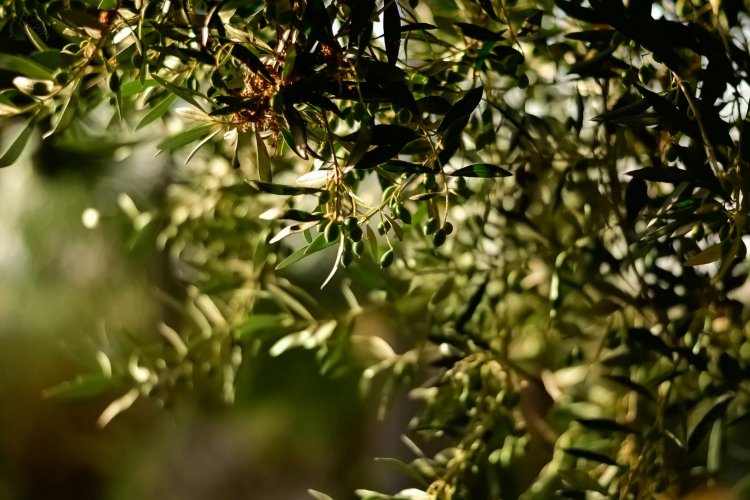 <p>Dueño del aceite de oliva Oliovita entra en un negocio agroindustrial inédito en Argentina</p>