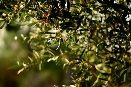 Dueño del aceite de oliva Oliovita entra en un negocio agroindustrial inédito en Argentina
