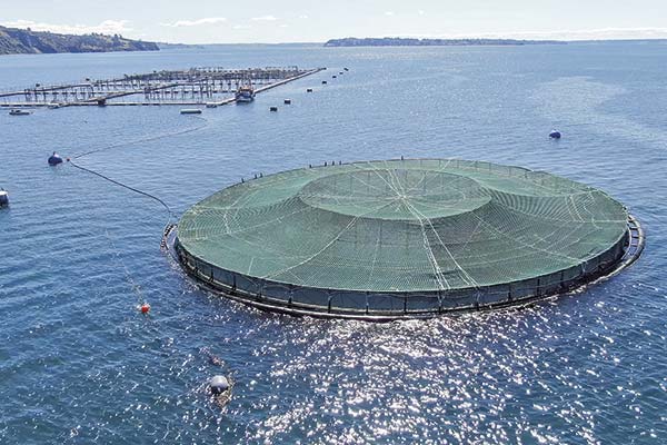 La desconocida disputa que enfrenta a AquaChile con Nova Austral tras la compraventa de smolts de salmón