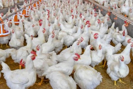 Brasil confirma brote de gripe aviar: China, Argentina y la UE suspenden importaciones de pollo